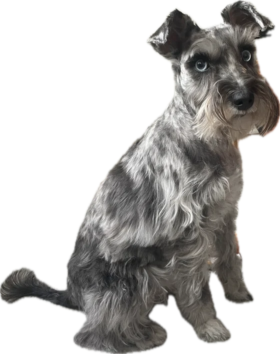 A gray and white schnauzer with blue eyes, sitting and looking at the camera