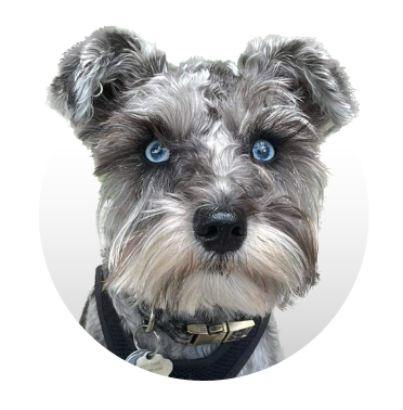 Close-up of a gray and white schnauzer with blue eyes, wearing a black harness